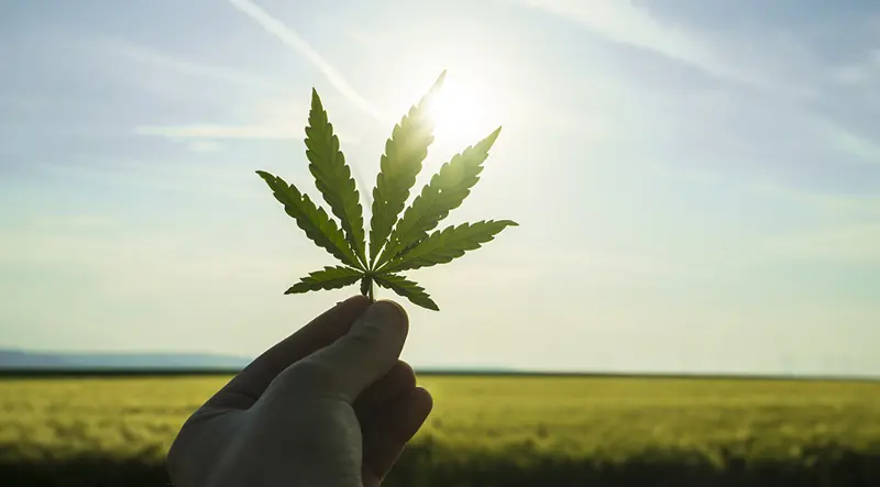 The Cannabis Business Is Booming – But For Entrepreneurs, Success Requires Diligence