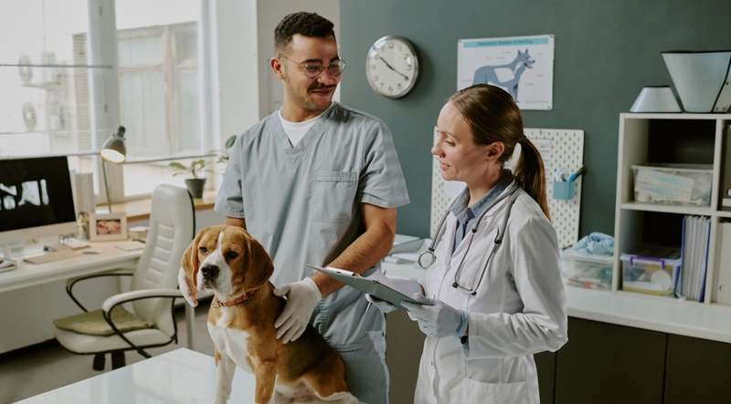 Don't Let December Drive Your Tax Strategy: Why Veterinary Practice Owners Should Start Year-End Planning in October