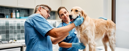 Veterinary Accounting Services