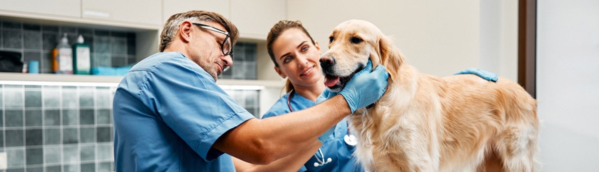 Veterinary Accounting Services
